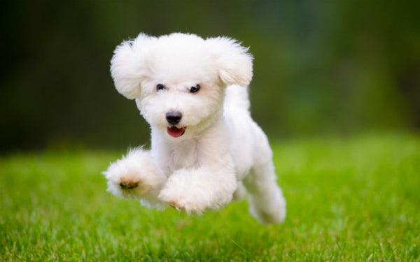 Pets: Fur And Freedom